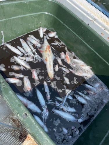 ケンサキイカの釣果