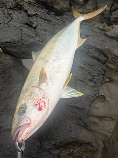 ヒラスの釣果