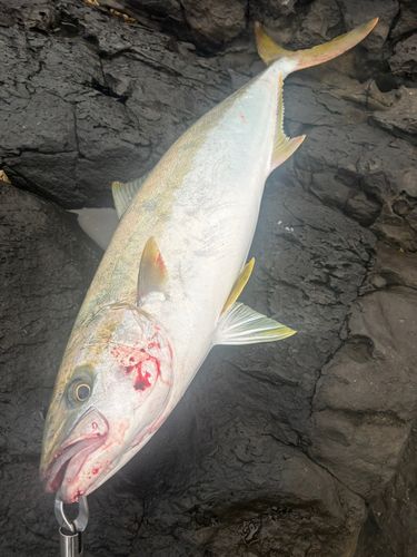 ヒラスの釣果