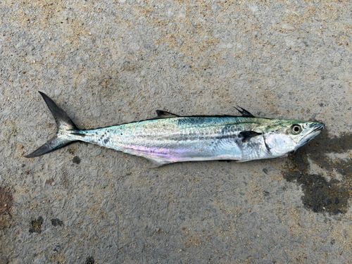 サゴシの釣果