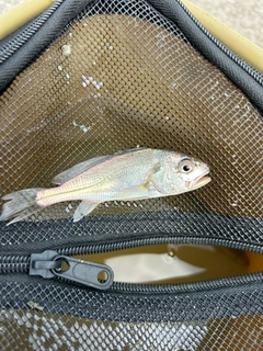 シログチの釣果