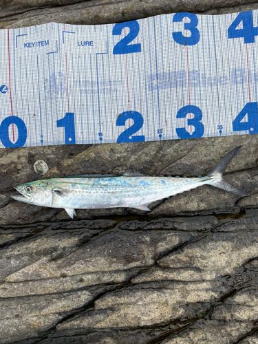 サゴシの釣果