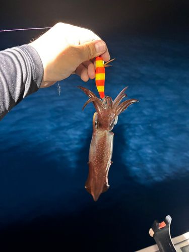 ケンサキイカの釣果