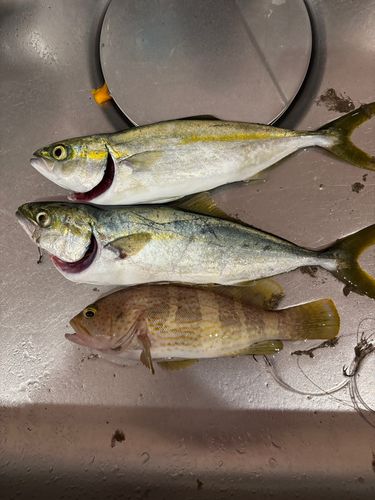 ツバスの釣果