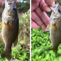 スモールマウスバス