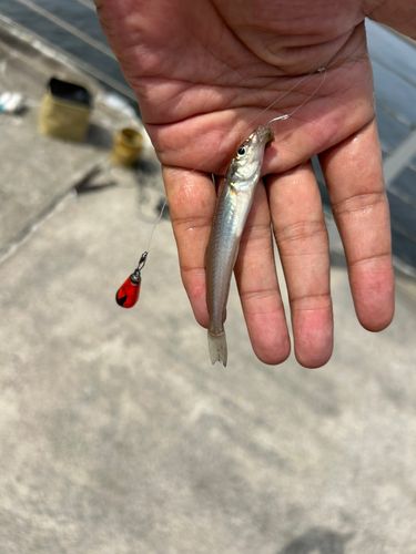 シロギスの釣果