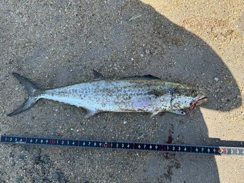 サゴシの釣果