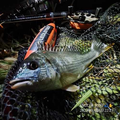 キビレの釣果