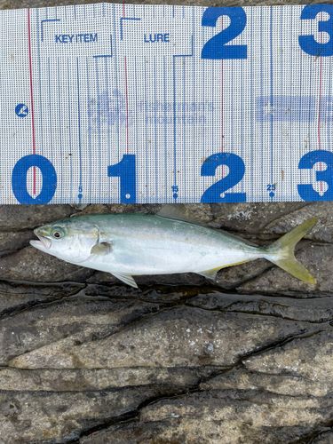 ツバスの釣果