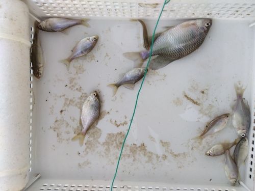 タナゴの釣果