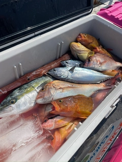 ブリの釣果