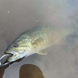 スモールマウスバス