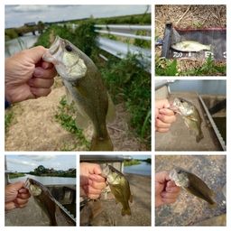 ラージマウスバス