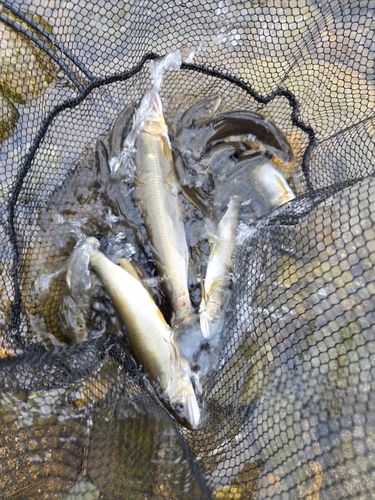 アユの釣果