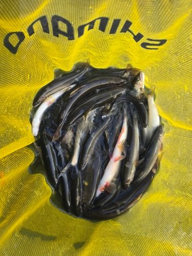 アユの釣果