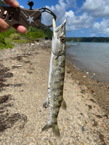 カマスの釣果