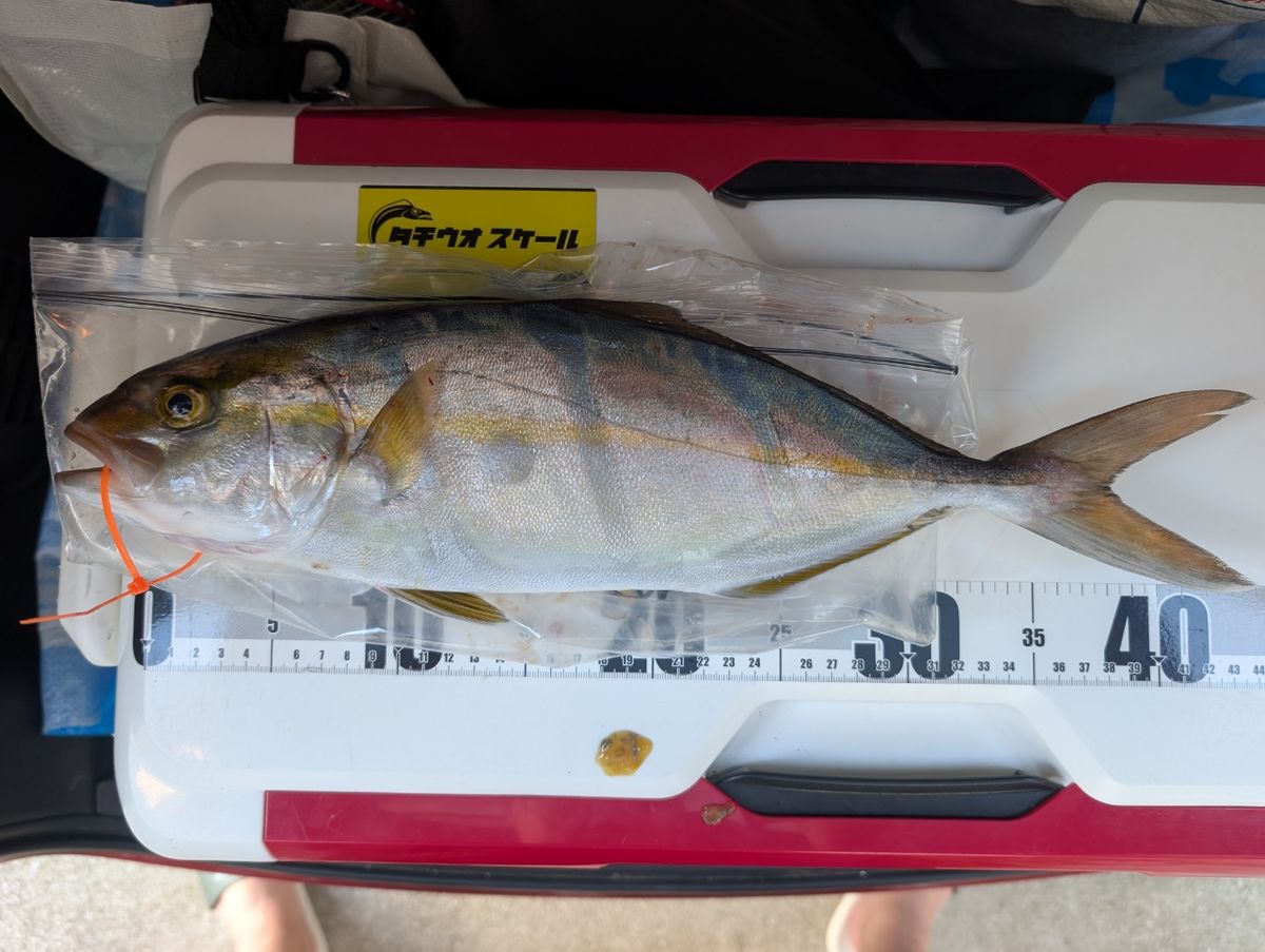 アングラーＴさんの釣果 1枚目の画像