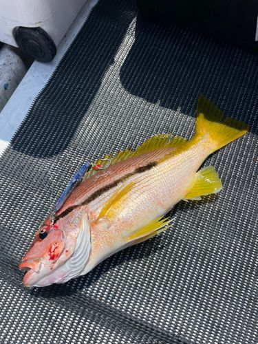 ヨコスジフエダイの釣果