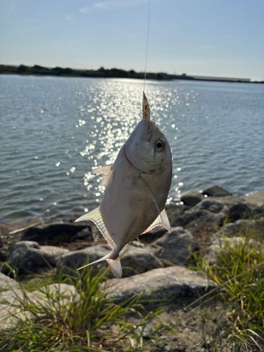 メッキの釣果