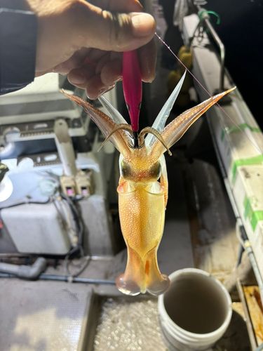 ケンサキイカの釣果
