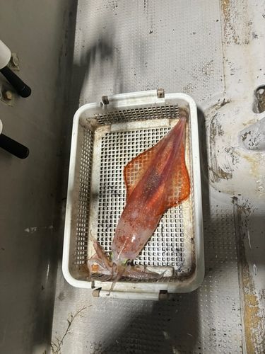 ケンサキイカの釣果