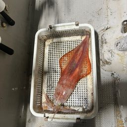 ケンサキイカ