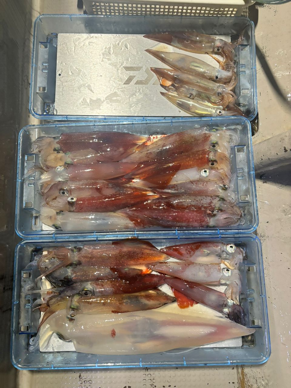 タッチーさんの釣果 2枚目の画像