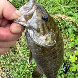 スモールマウスバス