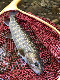 イワナの釣果