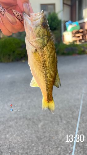 ブラックバスの釣果