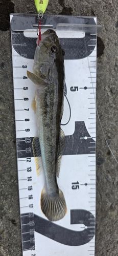 ハゼクチの釣果