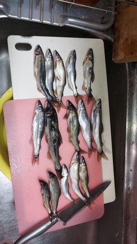 アユの釣果