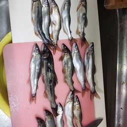 アユ