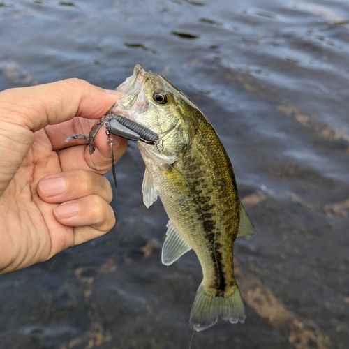 ブラックバスの釣果