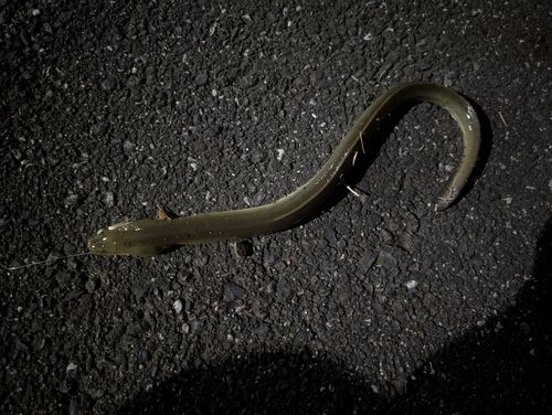 ウナギの釣果