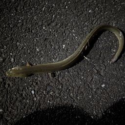 ウナギ