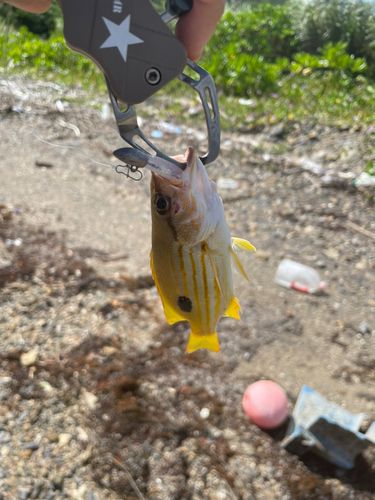 釣果