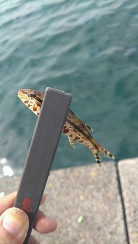 ヨメヒメジの釣果