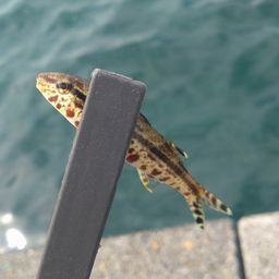 ヨメヒメジ