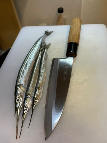 サヨリの釣果