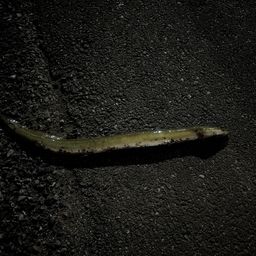 ウナギ