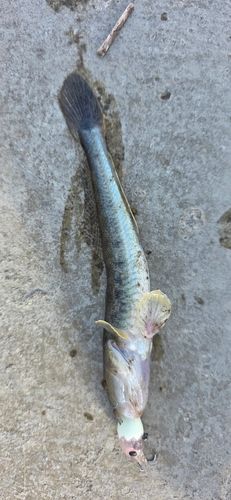 ハゼクチの釣果