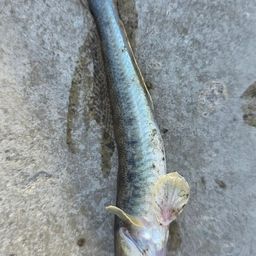 ハゼクチ