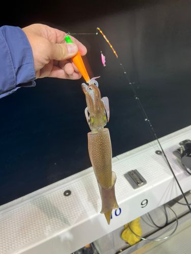 ケンサキイカの釣果
