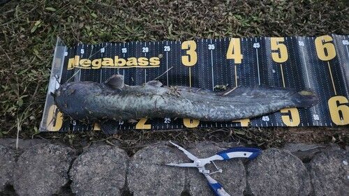 ニホンナマズの釣果