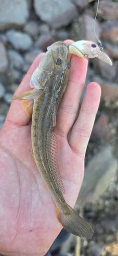 ハゼクチの釣果