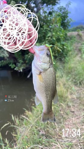 ブラックバスの釣果
