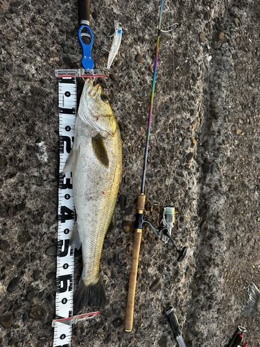 シーバスの釣果