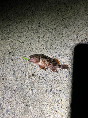 チャリコの釣果