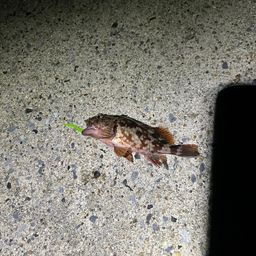 チャリコ